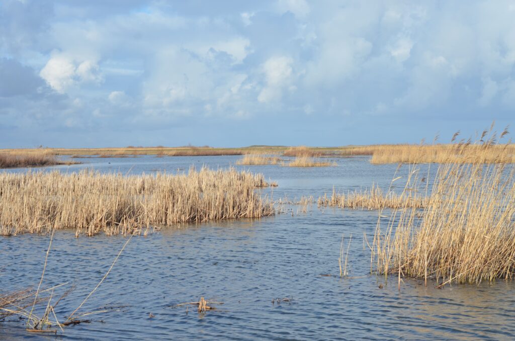 Des roseaux, où les oiseaux aiment construire leur nid, recouvrent une bonne partie des îles de Marker Wadden. ©